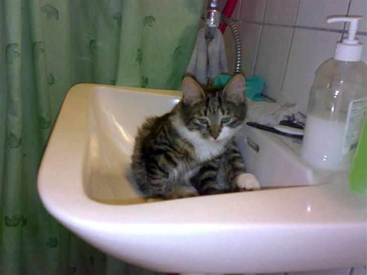 Blanding af racer Frk. Olsen - Ikke billede nu, jeg er i bad billede 3