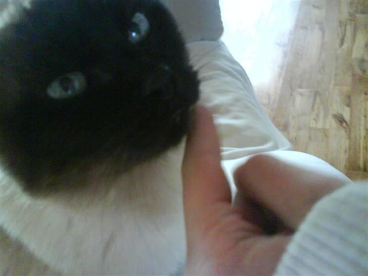 Siameser Honney...<"3 billede 1