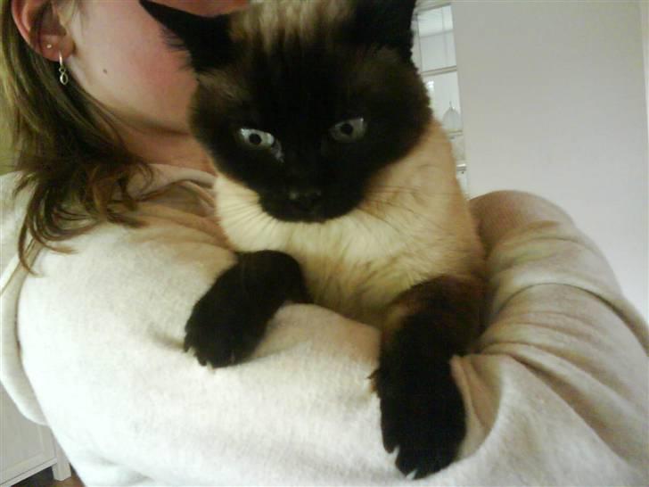 Siameser Honney...<"3 billede 2