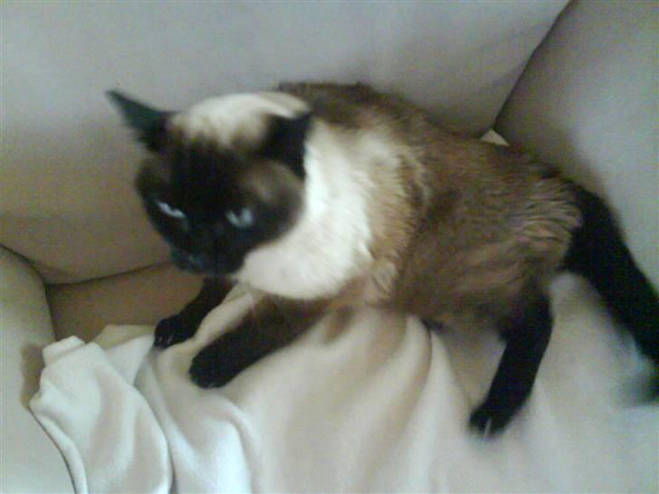 Siameser Honney...<"3 billede 3