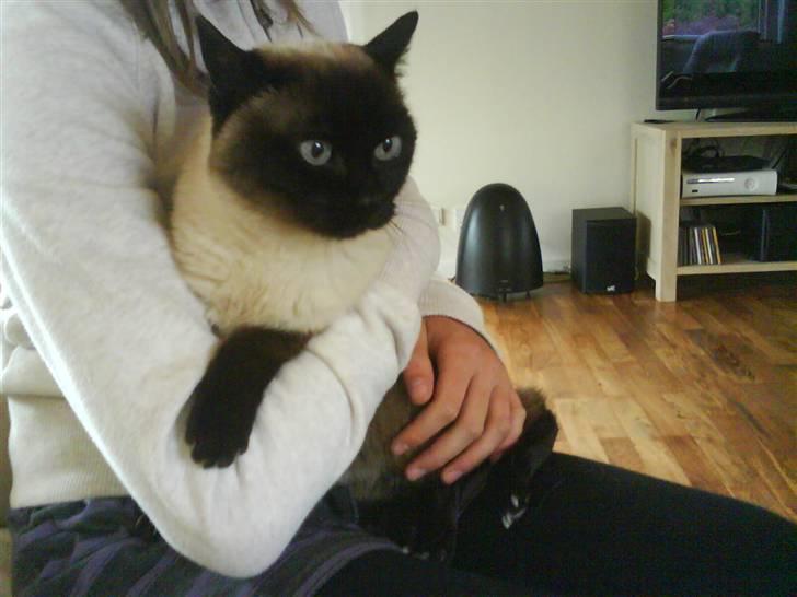 Siameser Honney...<"3 billede 4