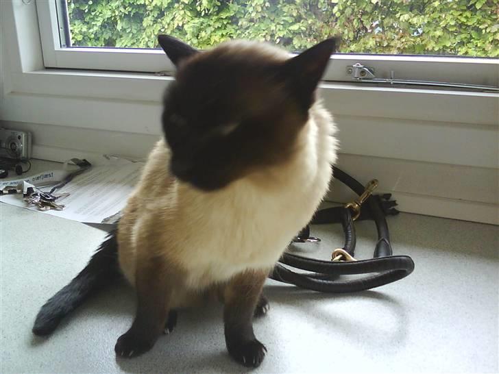 Siameser Honney...<"3 billede 5