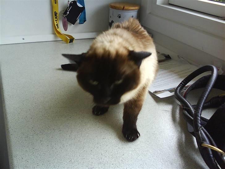 Siameser Honney...<"3 billede 6