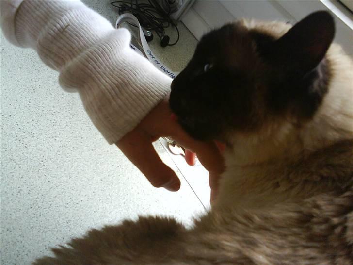 Siameser Honney...<"3 billede 7