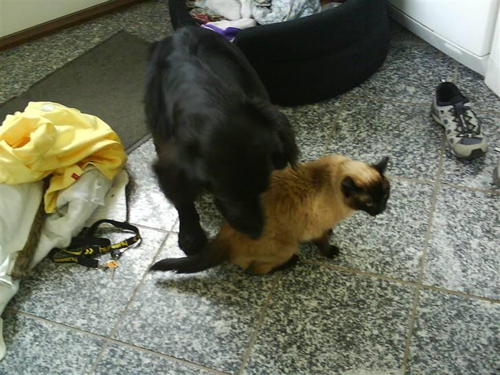 Siameser Honney...<"3 billede 8