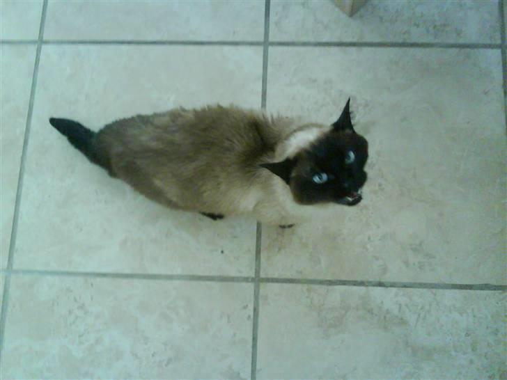 Siameser Honney...<"3 billede 9