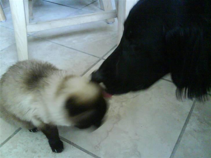 Siameser Honney...<"3 billede 10