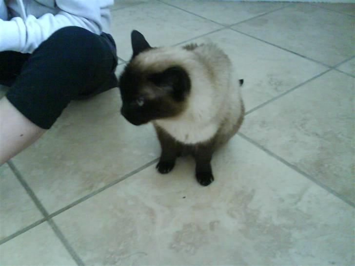 Siameser Honney...<"3 billede 11