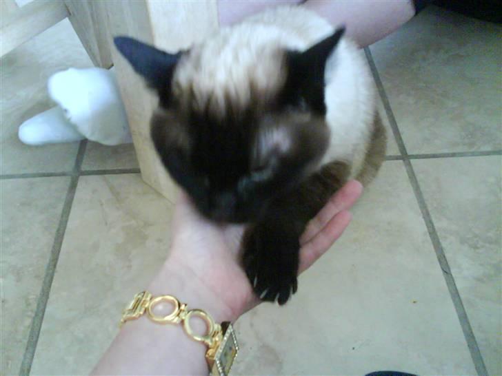 Siameser Honney...<"3 billede 12