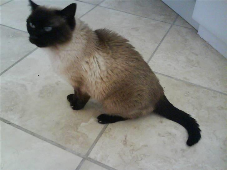 Siameser Honney...<"3 billede 13