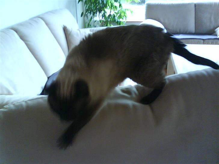 Siameser Honney...<"3 billede 14