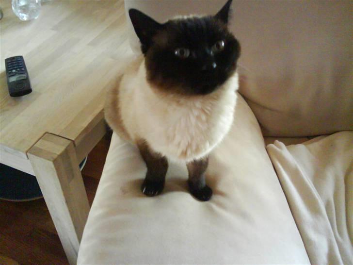 Siameser Honney...<"3 billede 15