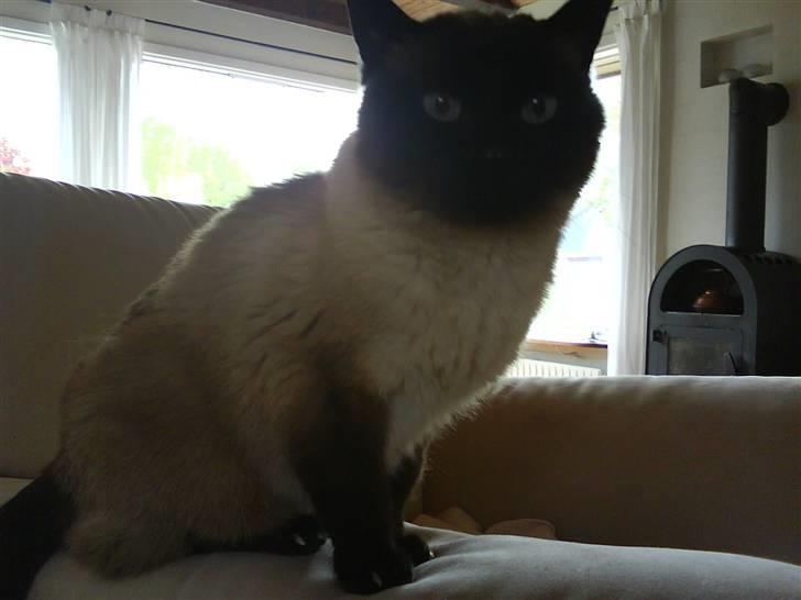 Siameser Honney...<"3 billede 16