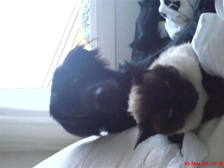 Siameser Honney...<"3 billede 17