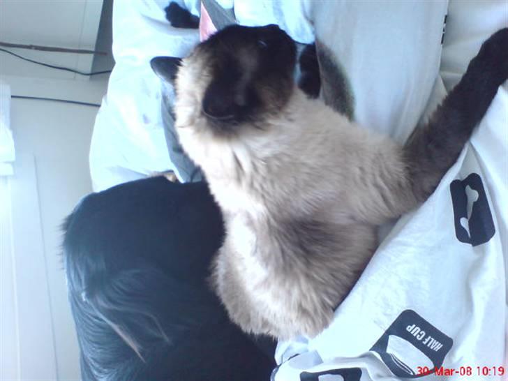 Siameser Honney...<"3 billede 18