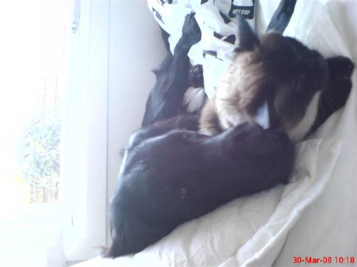 Siameser Honney...<"3 billede 19