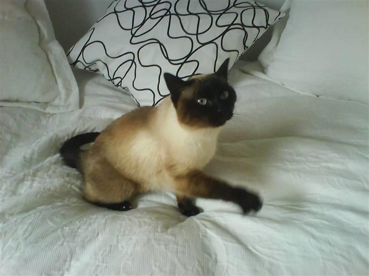 Siameser Honney...<"3 billede 20