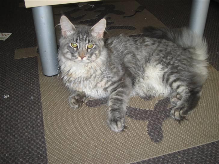 Maine Coon louie billede 13