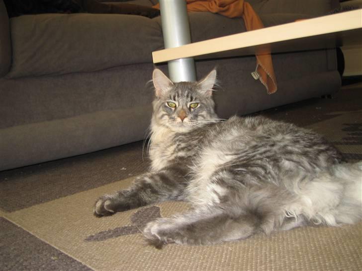 Maine Coon louie billede 14