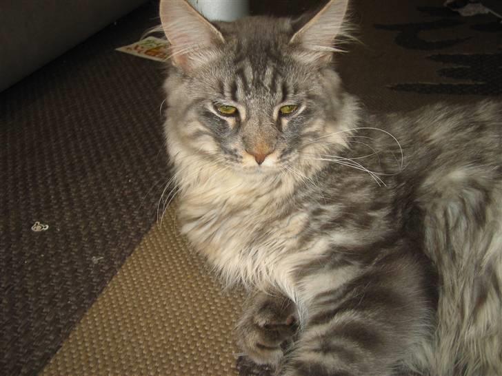 Maine Coon louie billede 15