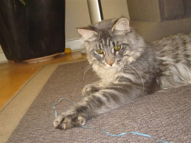 Maine Coon louie billede 17