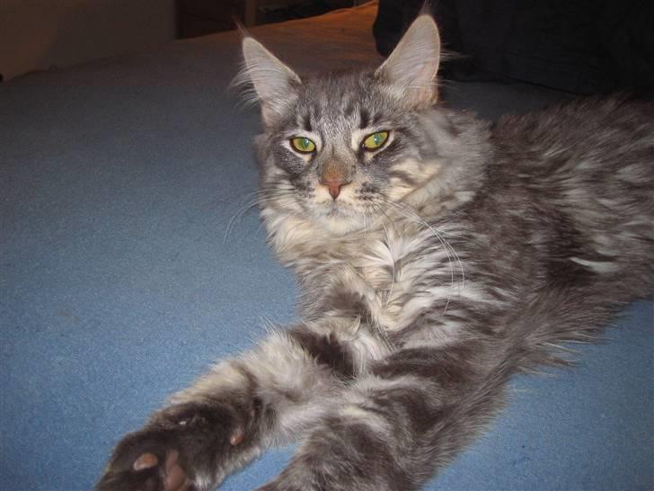 Maine Coon louie billede 18