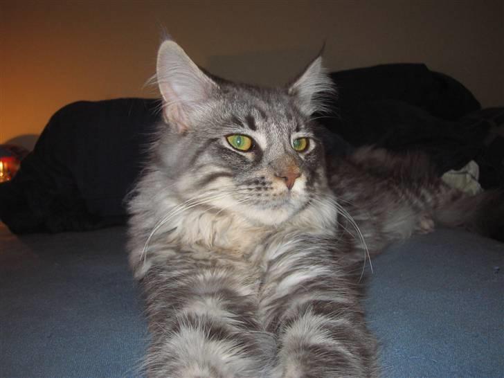 Maine Coon louie billede 19