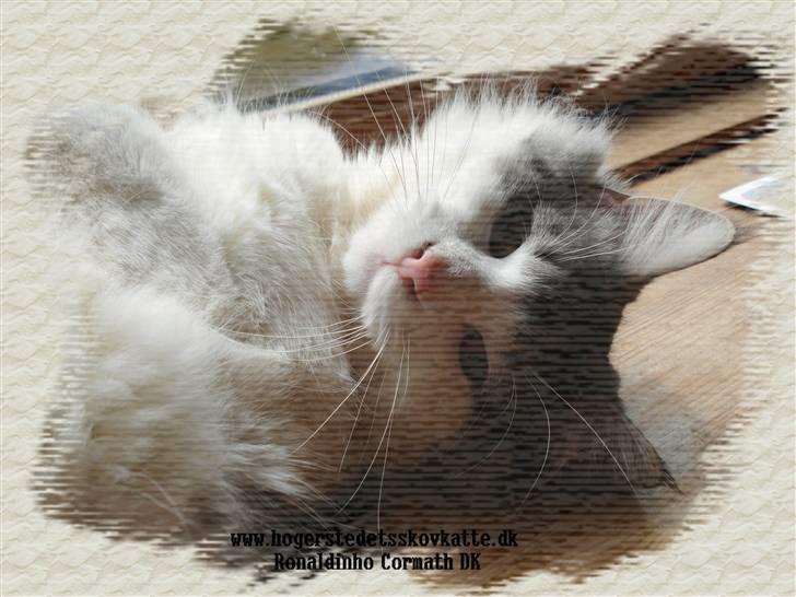Norsk Skovkat Cormats ronaldinho - dino sover i mors skød billede 1