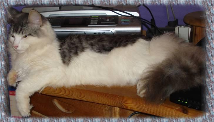 Norsk Skovkat Cormats ronaldinho - kuk kuk kan du finde mig mor billede 2