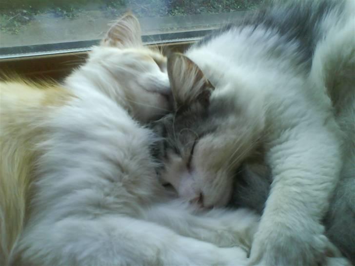 Norsk Skovkat Cormats ronaldinho - dino sover med pipi, nat nat billede 3