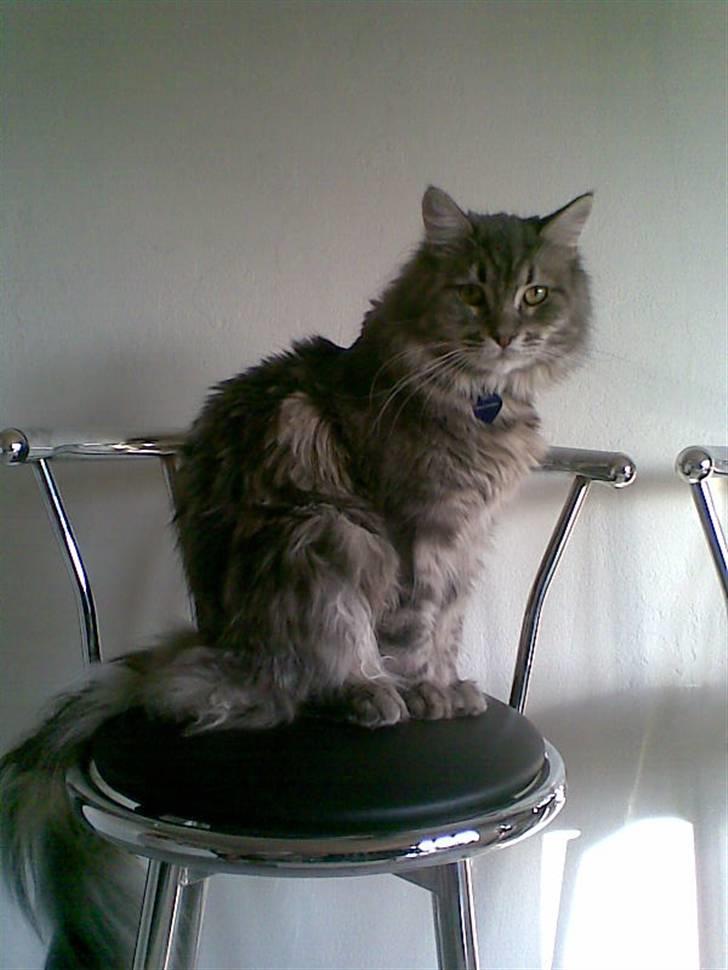 Maine Coon DK Maine entrances Nemo billede 7