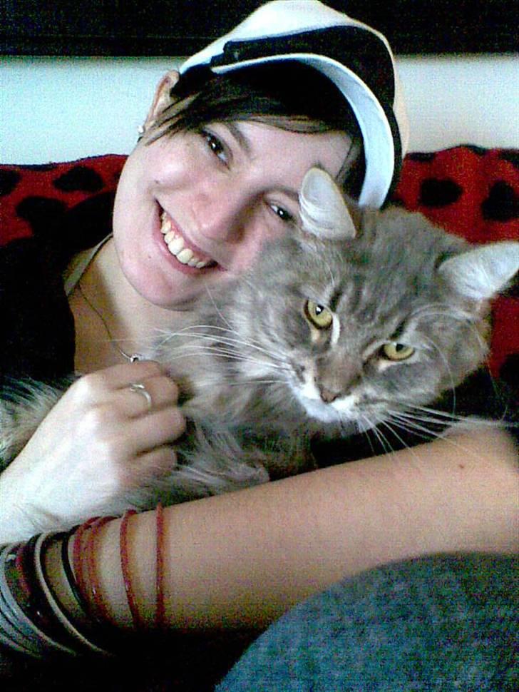 Maine Coon DK Maine entrances Nemo billede 8