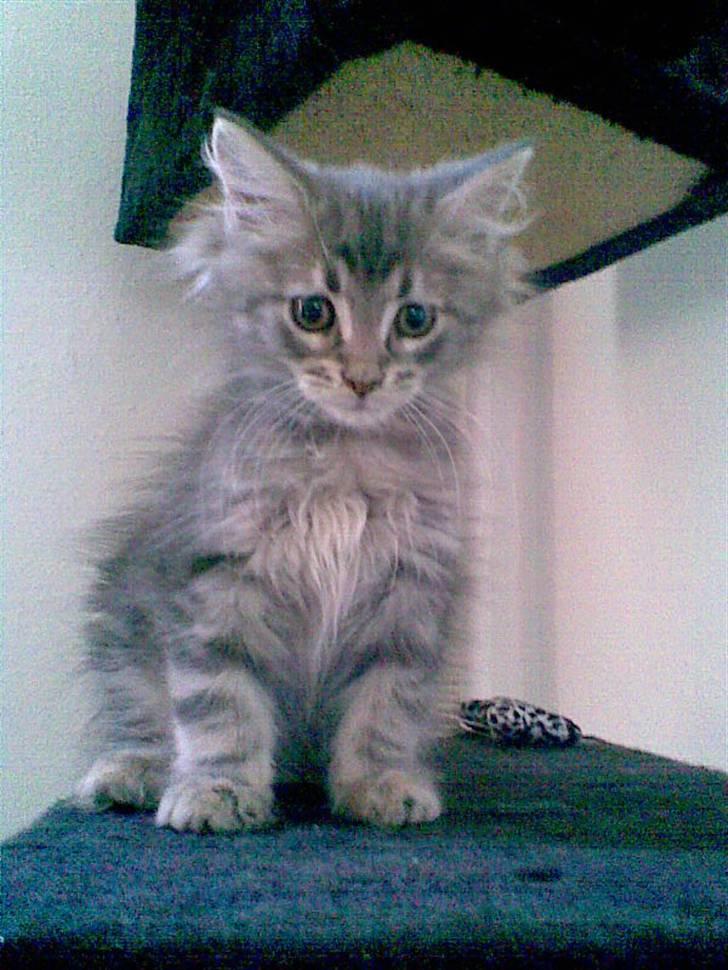 Maine Coon DK Maine entrances Nemo billede 9