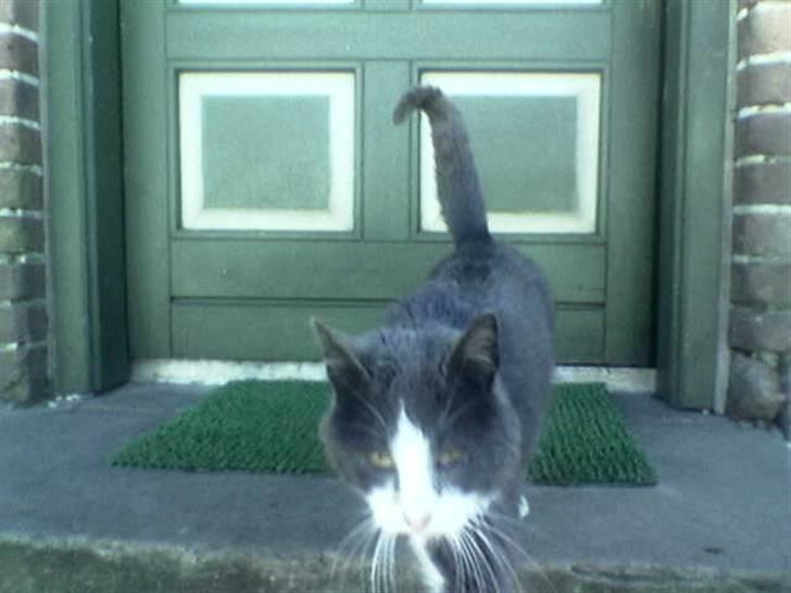 Huskat suddemuddemis billede 1