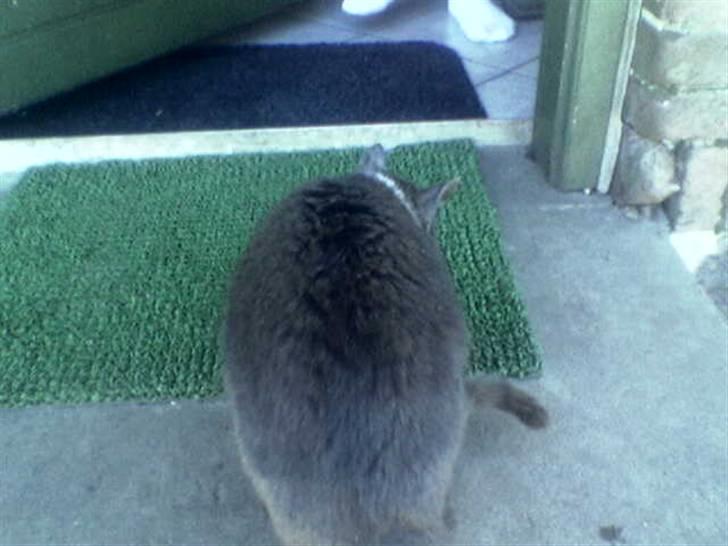 Huskat suddemuddemis billede 2