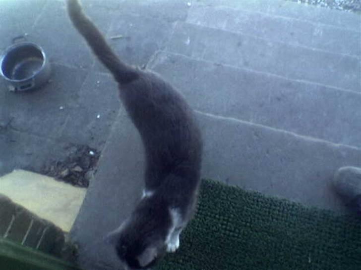 Huskat suddemuddemis billede 3