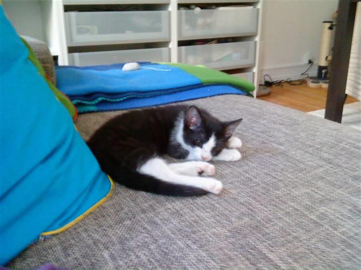 Huskat Blacki billede 2