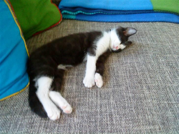 Huskat Blacki billede 3