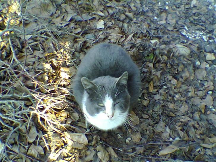 Huskat suddemuddemis billede 4