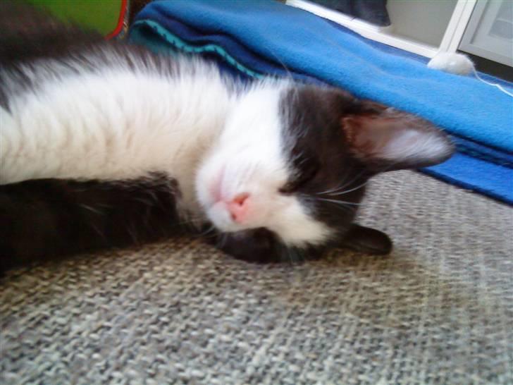 Huskat Blacki billede 4