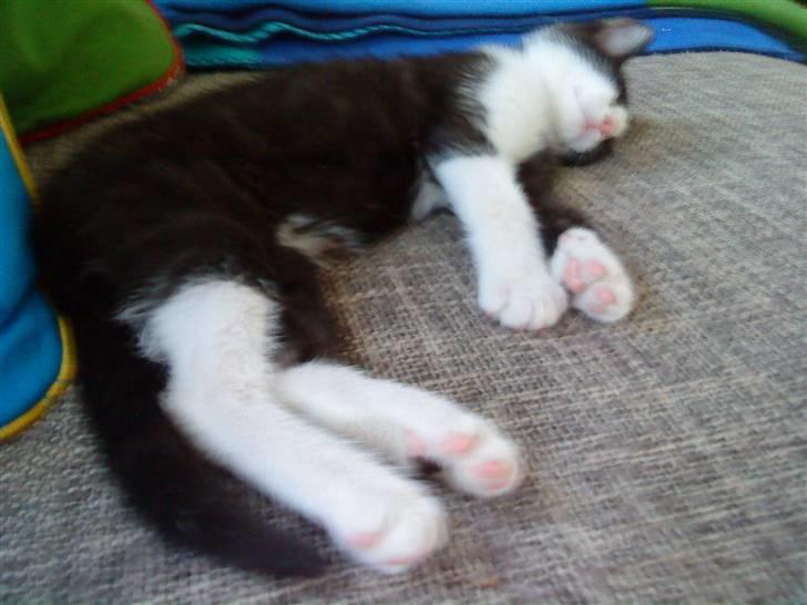 Huskat Blacki billede 5