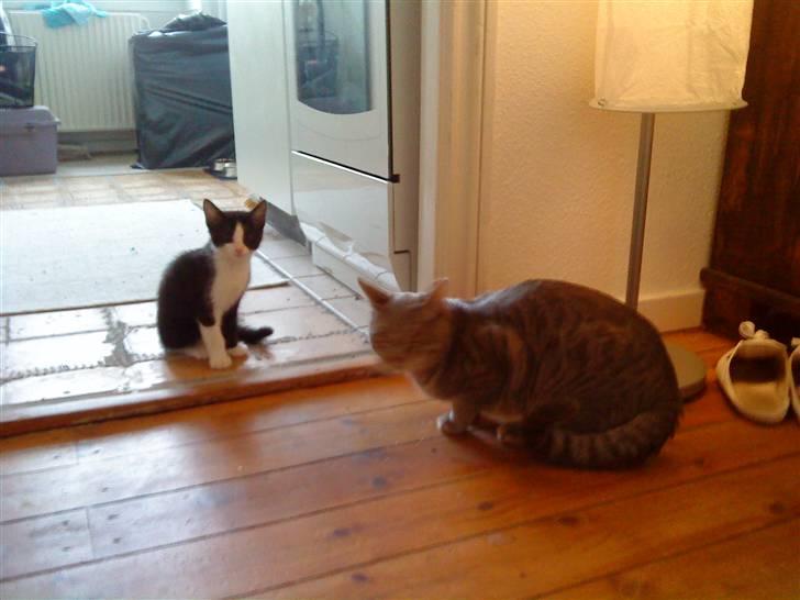 Huskat Blacki billede 6