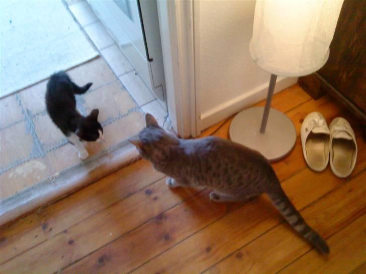 Huskat Blacki billede 7