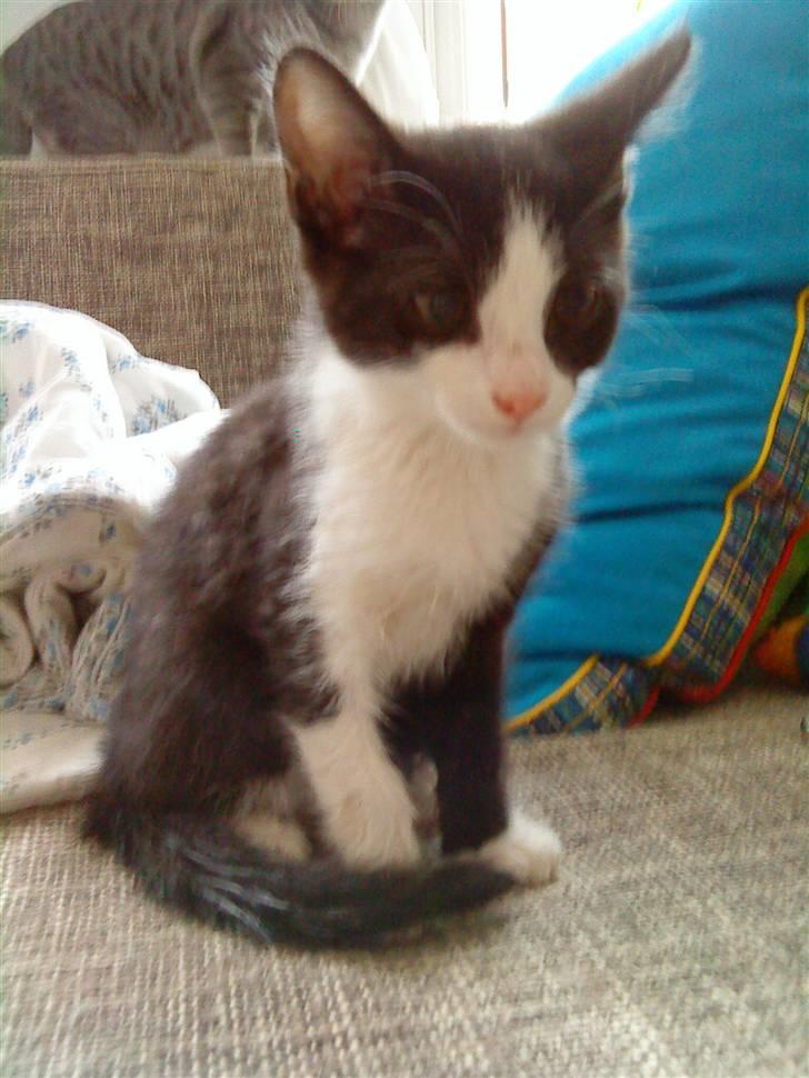 Huskat Blacki billede 8