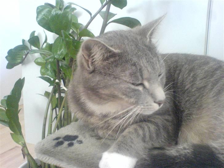 Huskat Marie - Det er så Marie billede 1