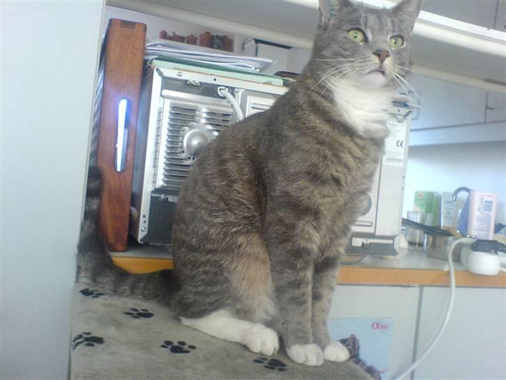 Huskat Marie - Der har Marie fået øje på en hund der kig over i den anden have ved siden af os, Den var MEEEGGGGEEETTT spændende billede 2