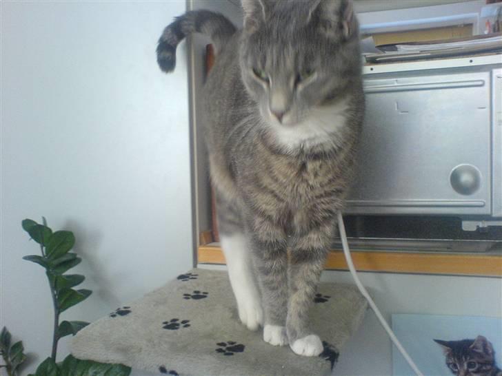 Huskat Marie - Der strækker hun ryken som hun gør ret tit fordi hun sover så meget billede 3