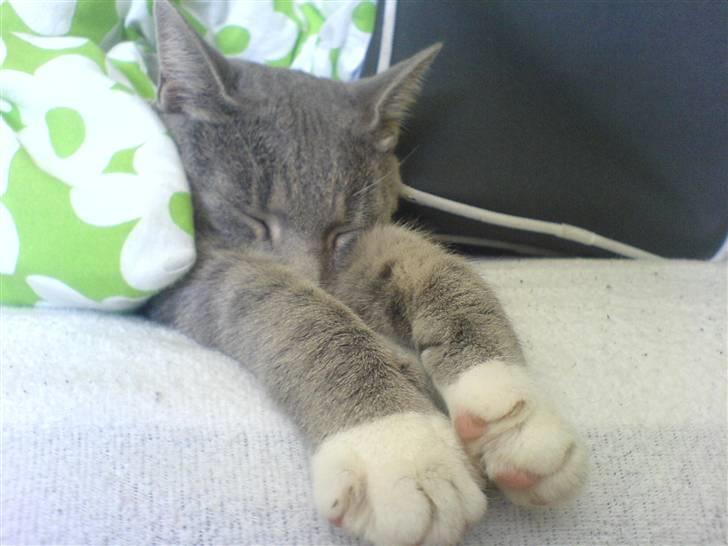 Huskat Marie - Det er et lidt gammelt billed kan ikke huske hvad hun gjorde billede 4