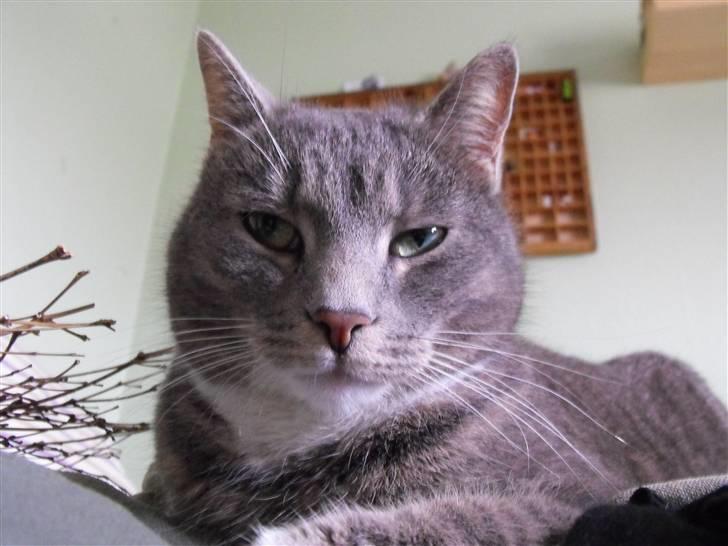 Huskat Marie - Halløj Høberbøv (Kan hun se mere ligeglad ud NEJ !) billede 5