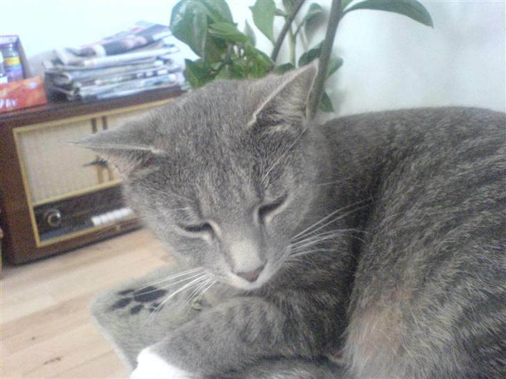 Huskat Marie - det er så Marie der kigger på en bold der hopper, fordi jeg kastede den over mod vinduet billede 6